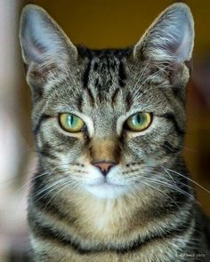 a close up of a cat with green eyes