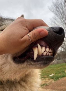 a close up of a person petting a dog's mouth with it's teeth