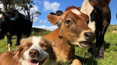 several cows are standing and laying in the grass with one dog looking at the camera