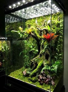 an aquarium with moss and plants in it