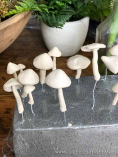 small white mushrooms sitting on top of a stone slab next to a potted plant