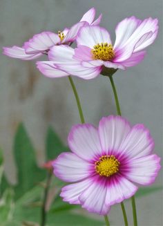 three pink flowers with yellow centers in front of a gray brick wall and green leaves