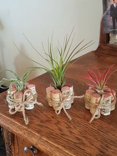 three air plants tied to corks on a table