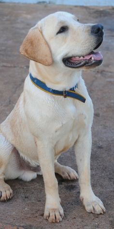 a dog sitting on the ground with its tongue out and his eyes closed, wearing a blue collar