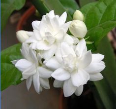 white flowers are blooming on the green leaves