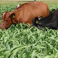 two cows laying in the middle of a field