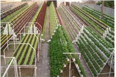 several rows of lettuce growing in the ground