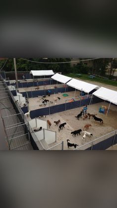 several dogs are in an enclosed area with white tents and blue chairs on the other side