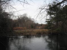 a river running through a forest filled with lots of trees and water surrounded by tall grass