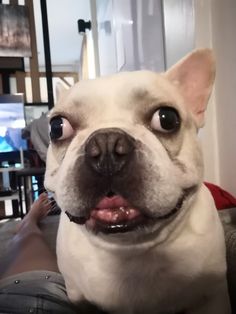 a small white dog sitting on top of a couch