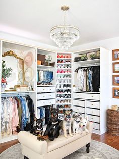 two dogs sitting on a couch in front of a closet full of clothes and shoes