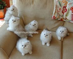 five fluffy white kittens sitting on a couch