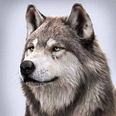 a close up of a wolf's face with green eyes on a gray background