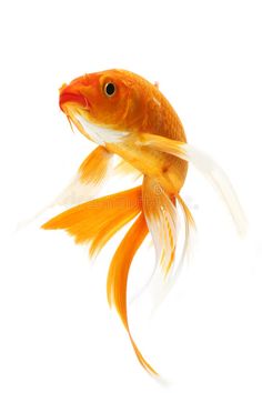 an orange and white goldfish swimming in the water with its head turned to the side