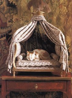 a dog laying on top of a bed under a canopy