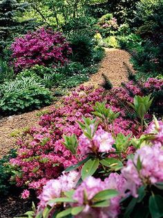 pink flowers line the side of a garden path