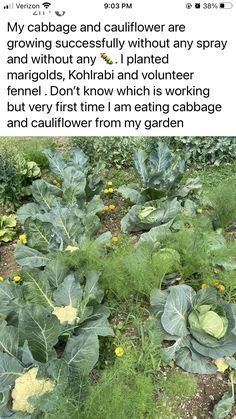 a garden filled with lots of green plants