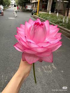 a person holding a pink flower in the street