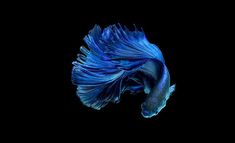 a blue siamese fish is swimming in the dark water with it's tail curled up