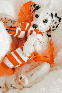 a dalmatian puppy dressed in an orange and white outfit laying on its back