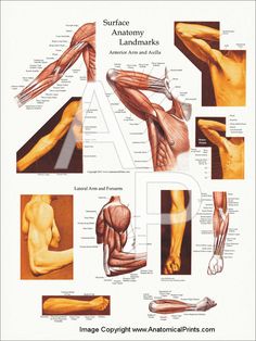 an image of anatomy of the arm and shoulder