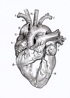 the human heart is shown in black and white