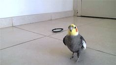 a bird is standing on the floor looking at something in front of it's head