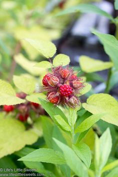 some red berries are growing on the green leaves