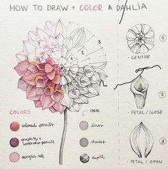 a drawing book with instructions on how to draw and color a dahlia