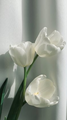 two white tulips are shown in front of a wall with sunlight coming through them