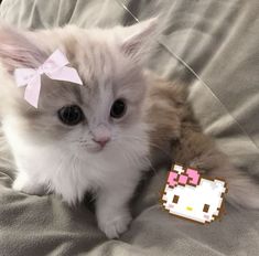 a white kitten with a pink bow on its head