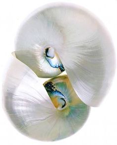 an image of two seashells that are looking up