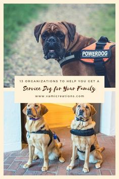 two dogs sitting next to each other with the words service dog for your family on them