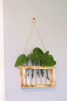 a wooden frame hanging on the wall with some plants in it and an empty glass tube filled with water