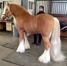 a woman standing next to a brown and white horse in a stable with long hair