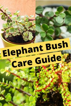 the elephant bush care guide is shown in three different pictures, with text overlaying it