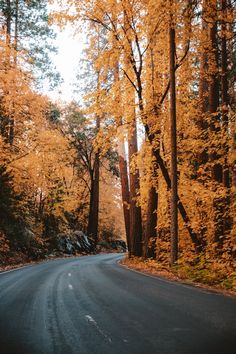 an empty road surrounded by trees with yellow leaves