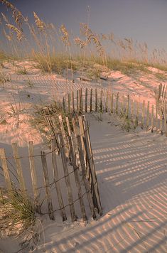 a fence and sand dunes with sea oats in the background