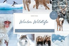 kzaravisual - Envato Elements Winter Wildlife, Nature Sounds