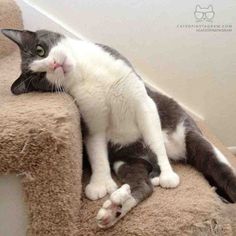 a black and white cat laying on top of a scratching post next to a wall