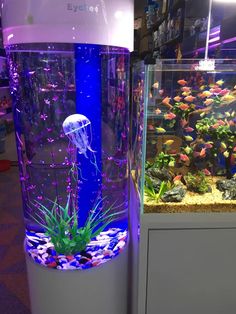 a fish tank filled with lots of water and plants