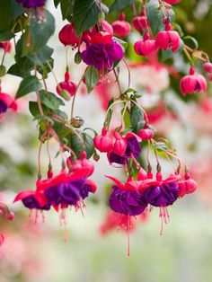 pink and purple flowers hanging from a tree