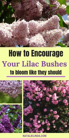 lila flowers with the words how to engage your lila bushes to bloom like they should