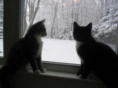 two cats sitting on a window sill looking out at the snow covered trees outside