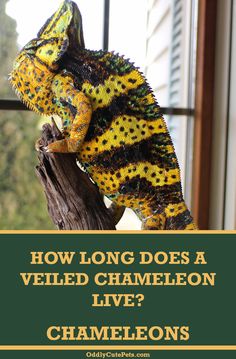 a chamelon sitting on top of a tree branch with the words how long does a veiled chamelon live?