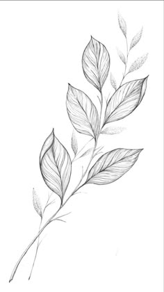 a pencil drawing of leaves on a white background