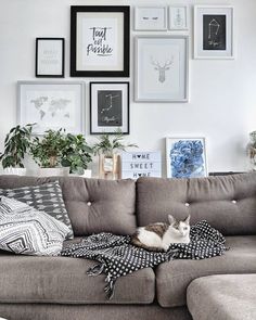 a cat laying on top of a couch in front of many framed pictures and plants