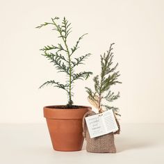 a small potted plant sitting next to a bag with a tag on it's side