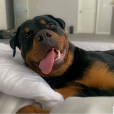 a large black and brown dog laying on top of a white bed covered in pillows