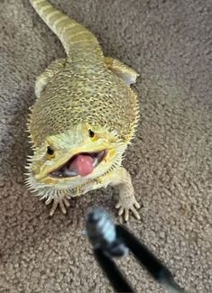 a small lizard sitting on top of a carpet